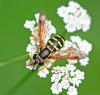 Chrysotoxum festivum